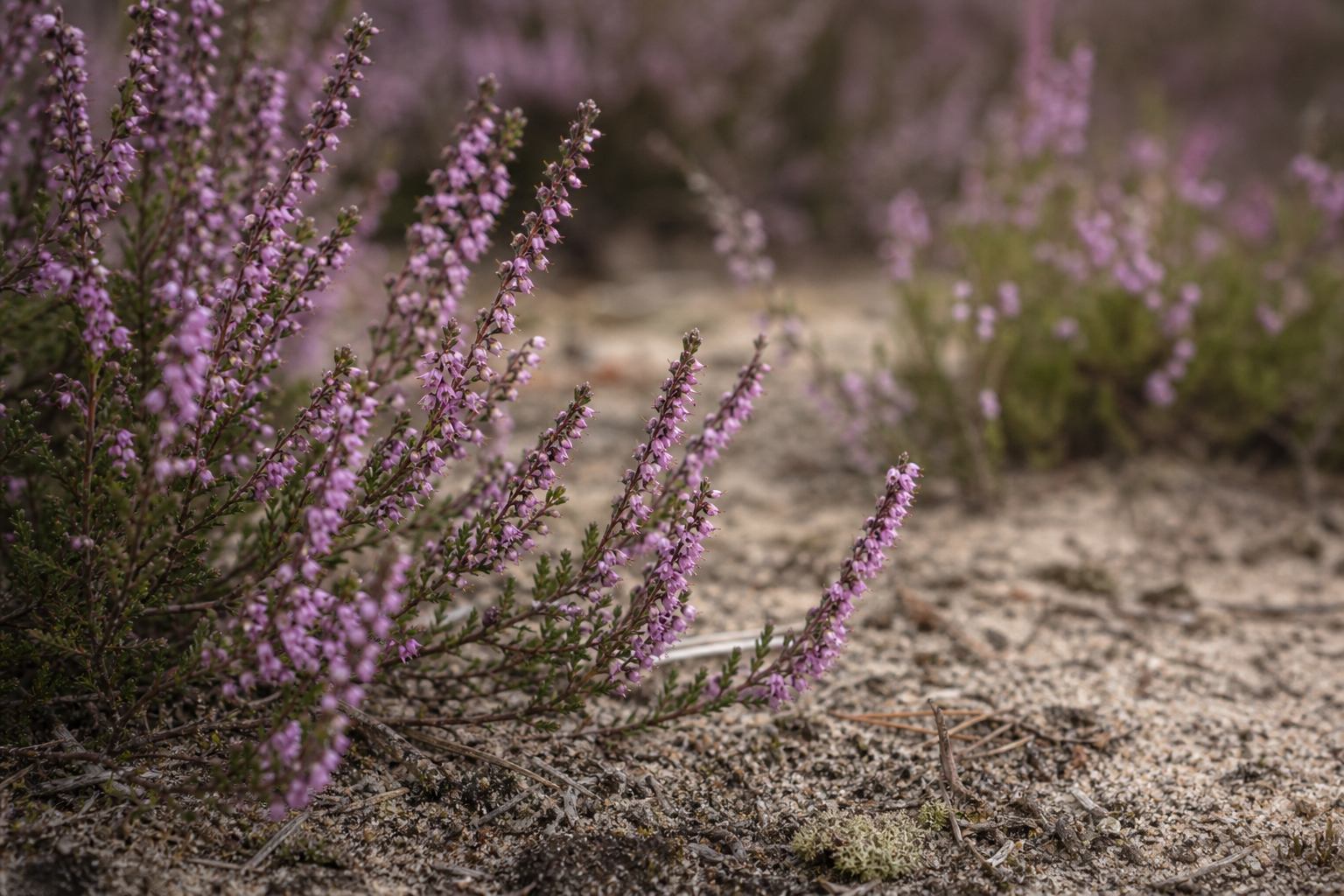 Nahaufnahme von Heidekraut und Sandboden in der Lüneburger Heide